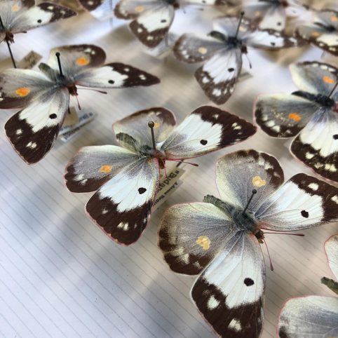 Butterfly specimen after pin replacement